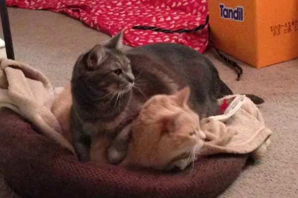 Mabel and Lucky
