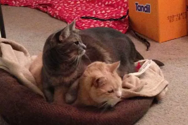 Mabel and Lucky