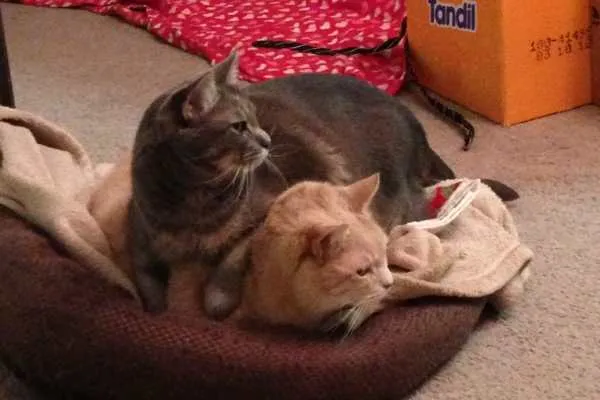 Mabel and Lucky
