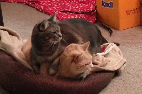 Mabel and Lucky