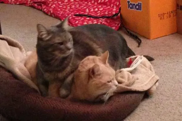 Mabel and Lucky