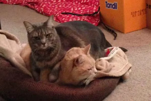 Mabel and Lucky