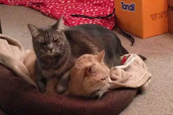 Mabel and Lucky