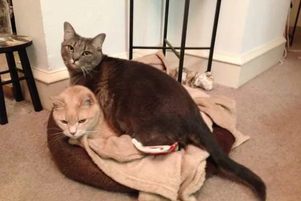 Mabel and Lucky