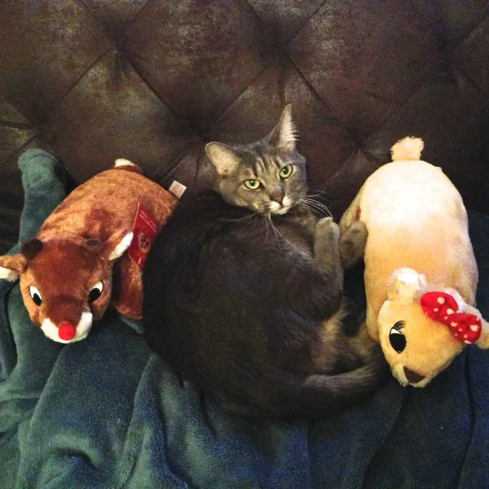 Wordless Wednesday: Christmas Kitties