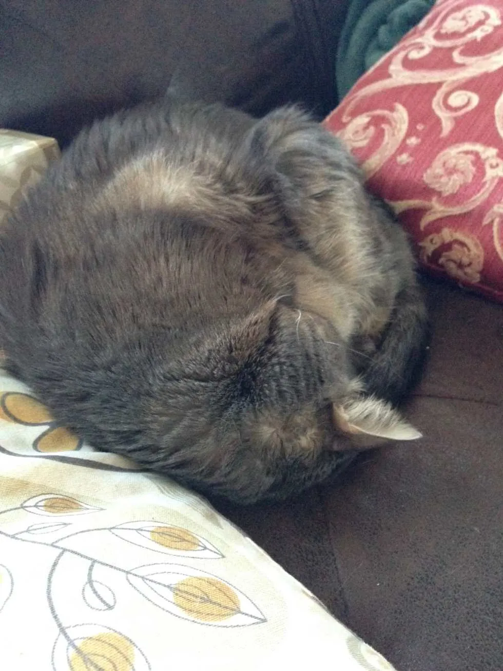 Mabel Curled Into Ball