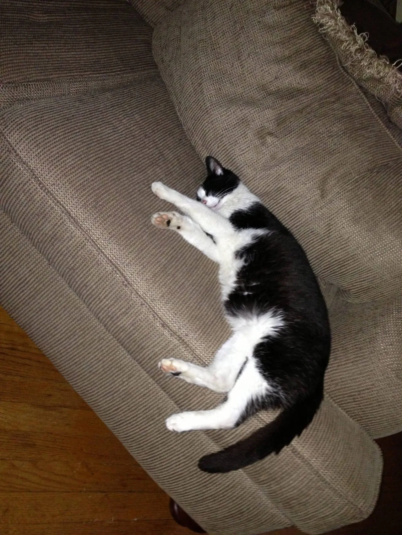Porker Passed Out On Couch