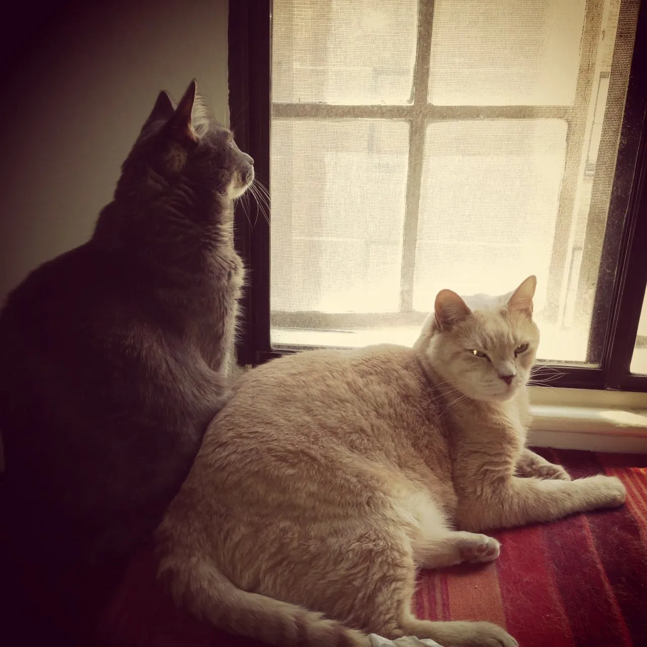 Window Cats