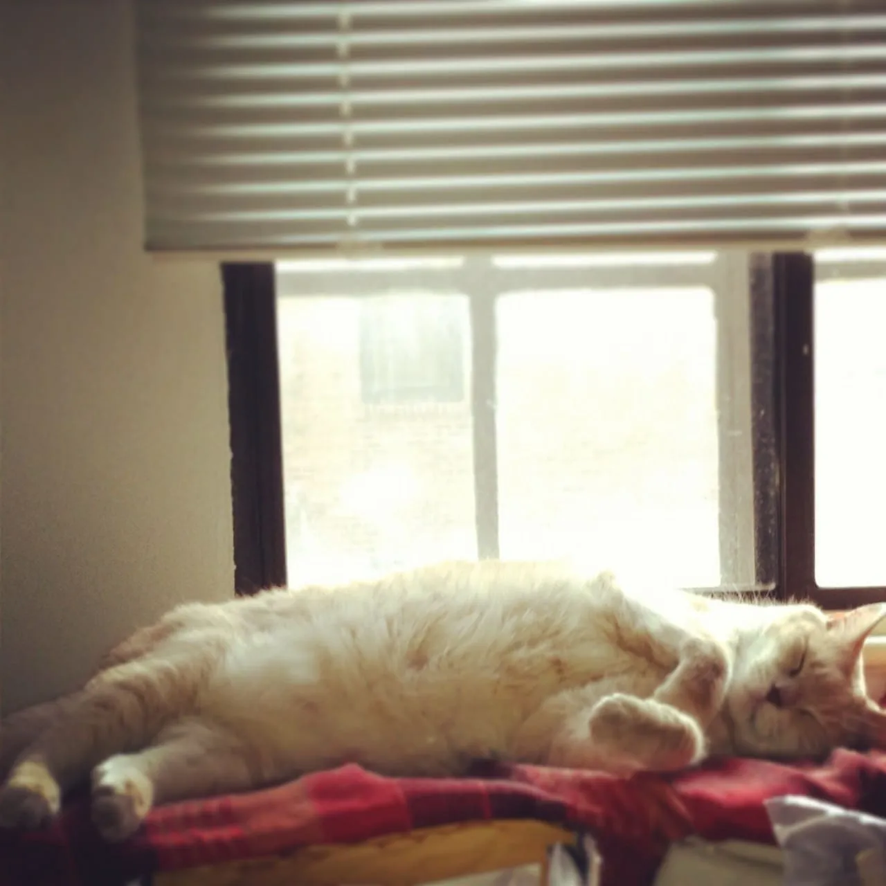 Sexy Lucky Cat