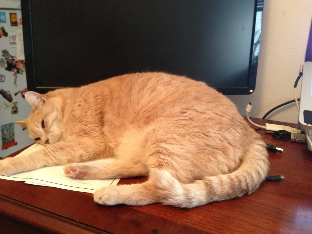 Lucky Loves Desk
