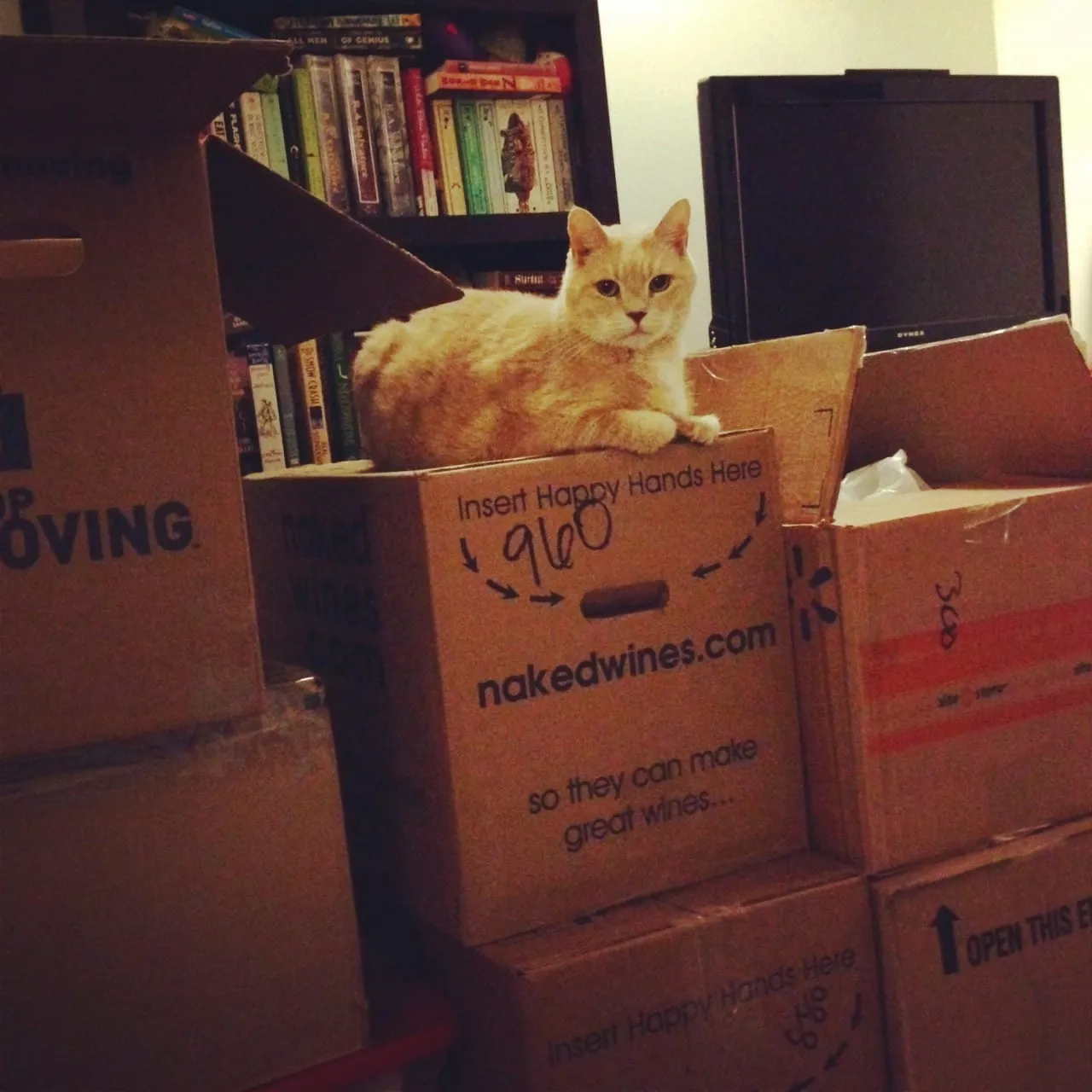 Please don't get rid of the wine boxes, Mom! I loves them!