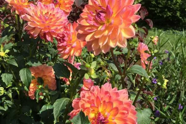 Longwood Gardens Photo Recap! by