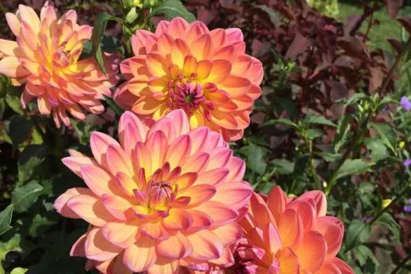 Longwood Gardens Photo Recap! by