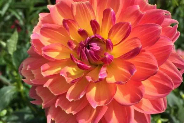 Longwood Gardens Photo Recap! by