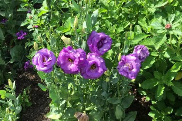 Longwood Gardens Photo Recap! by