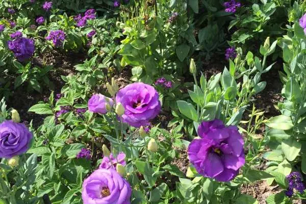 Longwood Gardens Photo Recap! by