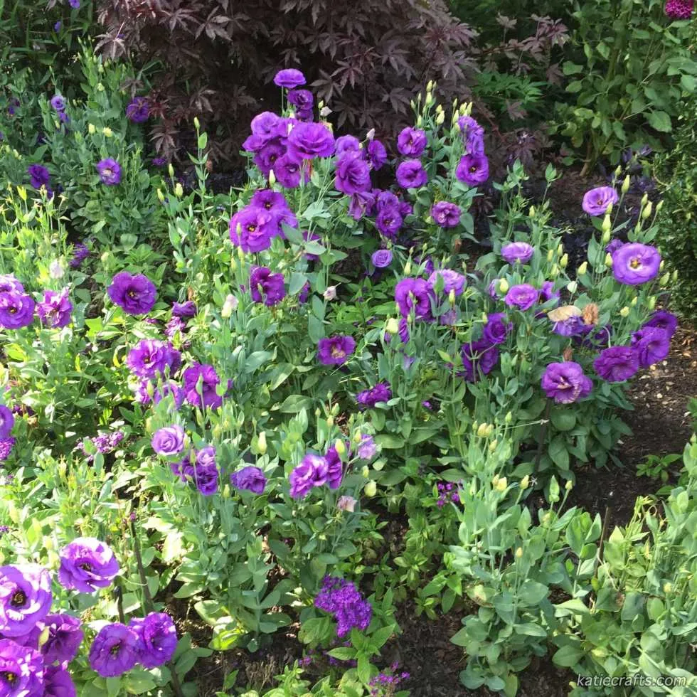 Longwood Gardens Photo Recap! by