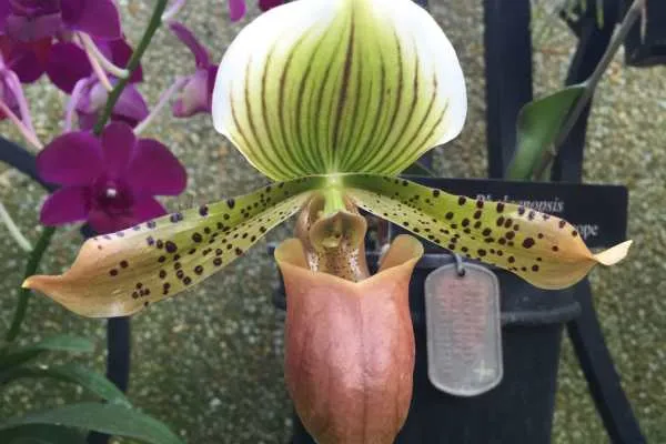 Longwood Gardens Photo Recap! by