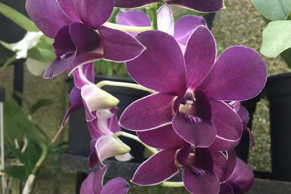Longwood Gardens Photo Recap! by