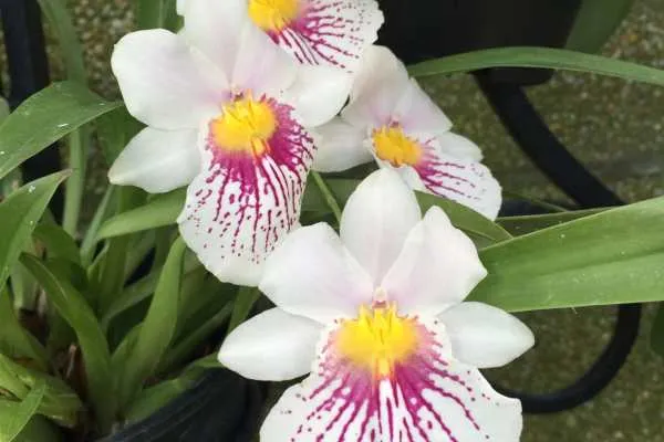 Longwood Gardens Photo Recap! by