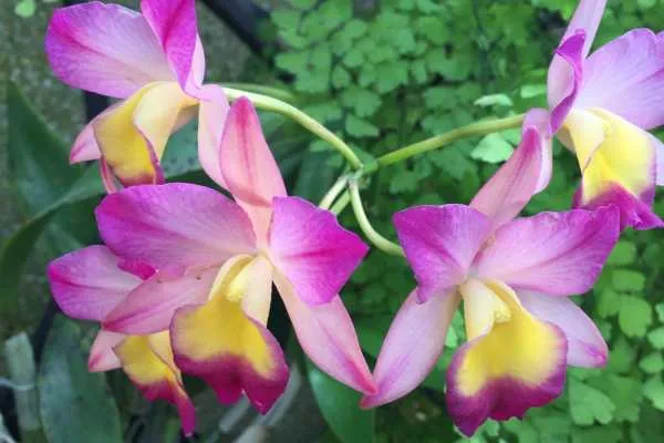 Longwood Gardens Photo Recap! by