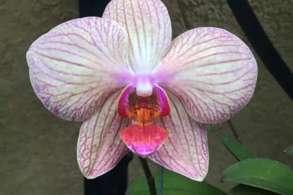 Longwood Gardens Photo Recap! by