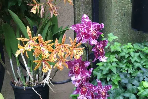Longwood Gardens Photo Recap! by