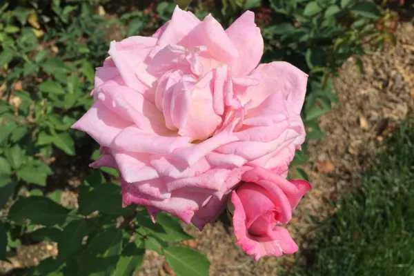 Longwood Gardens Photo Recap! by