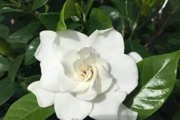 Longwood Gardens Photo Recap! by