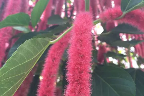 Longwood Gardens Photo Recap! by