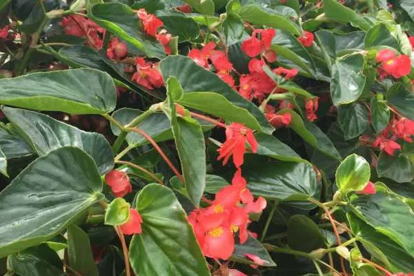 Longwood Gardens Photo Recap! by
