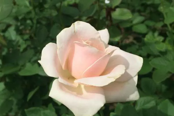 Longwood Gardens Photo Recap! by