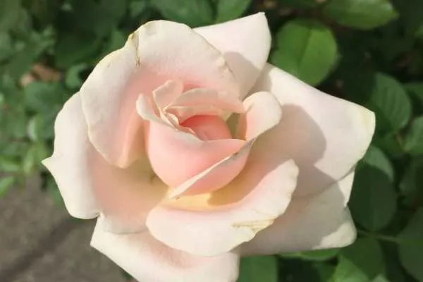 Longwood Gardens Photo Recap! by
