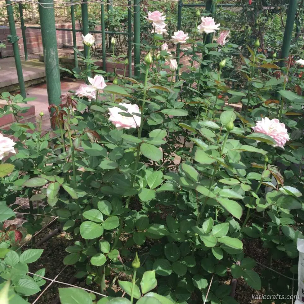 Longwood Gardens Photo Recap! by