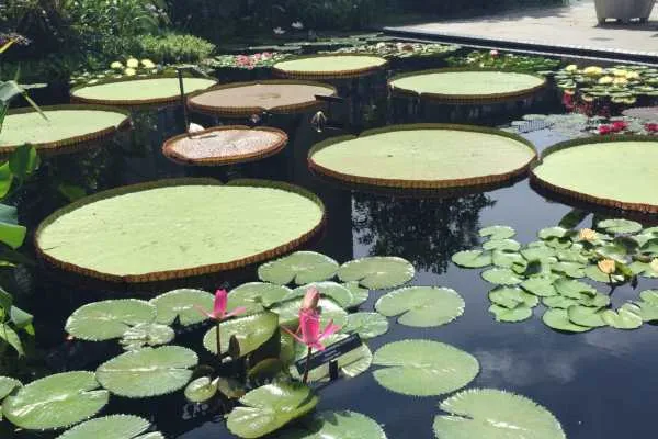 Longwood Gardens Photo Recap! by
