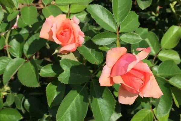 Longwood Gardens Photo Recap! by