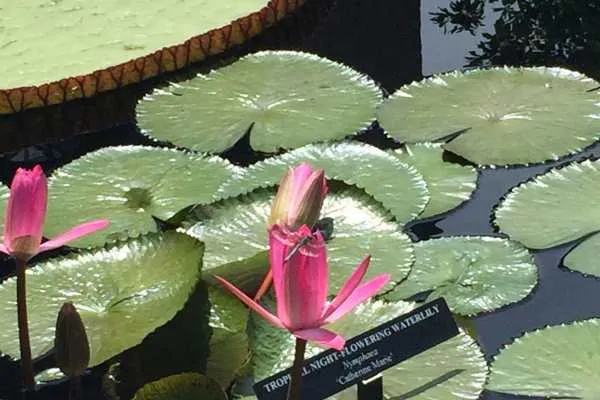 Longwood Gardens Photo Recap! by