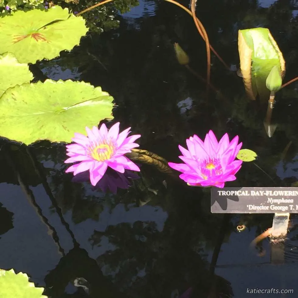 Longwood Gardens Photo Recap! by