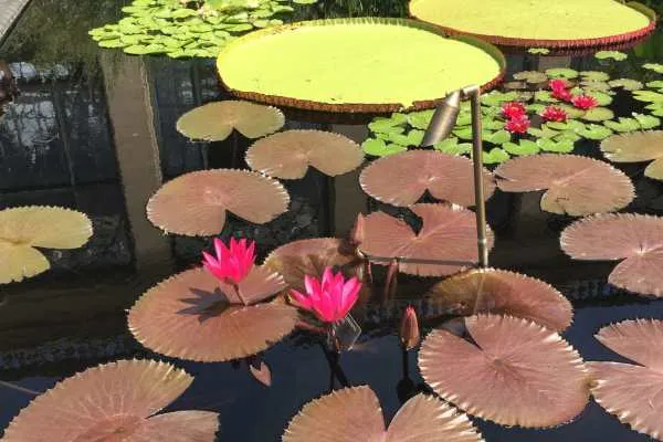 Longwood Gardens Photo Recap! by