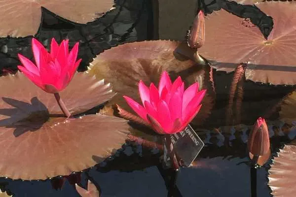 Longwood Gardens Photo Recap! by