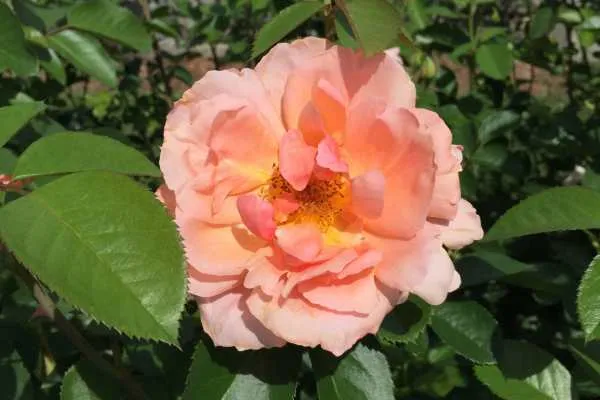 Longwood Gardens Photo Recap! by