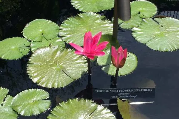Longwood Gardens Photo Recap! by