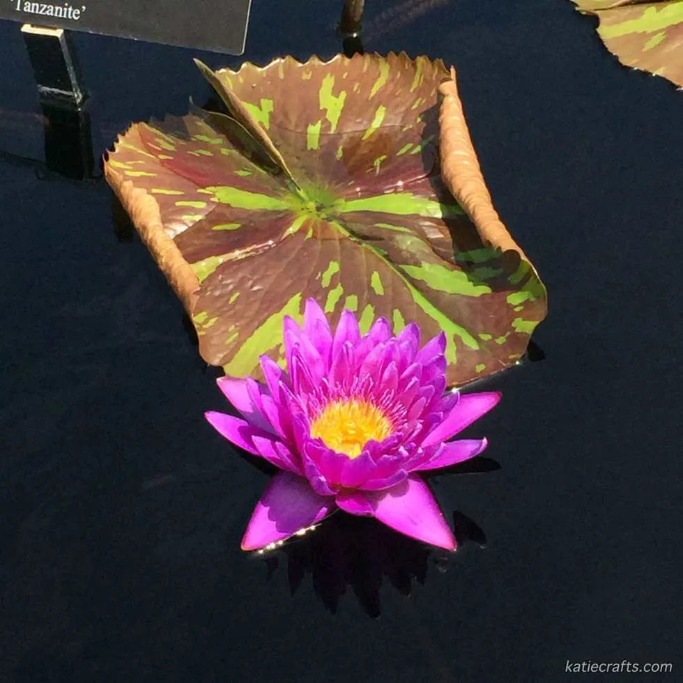 Longwood Gardens Photo Recap! by