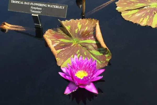 Longwood Gardens Photo Recap! by