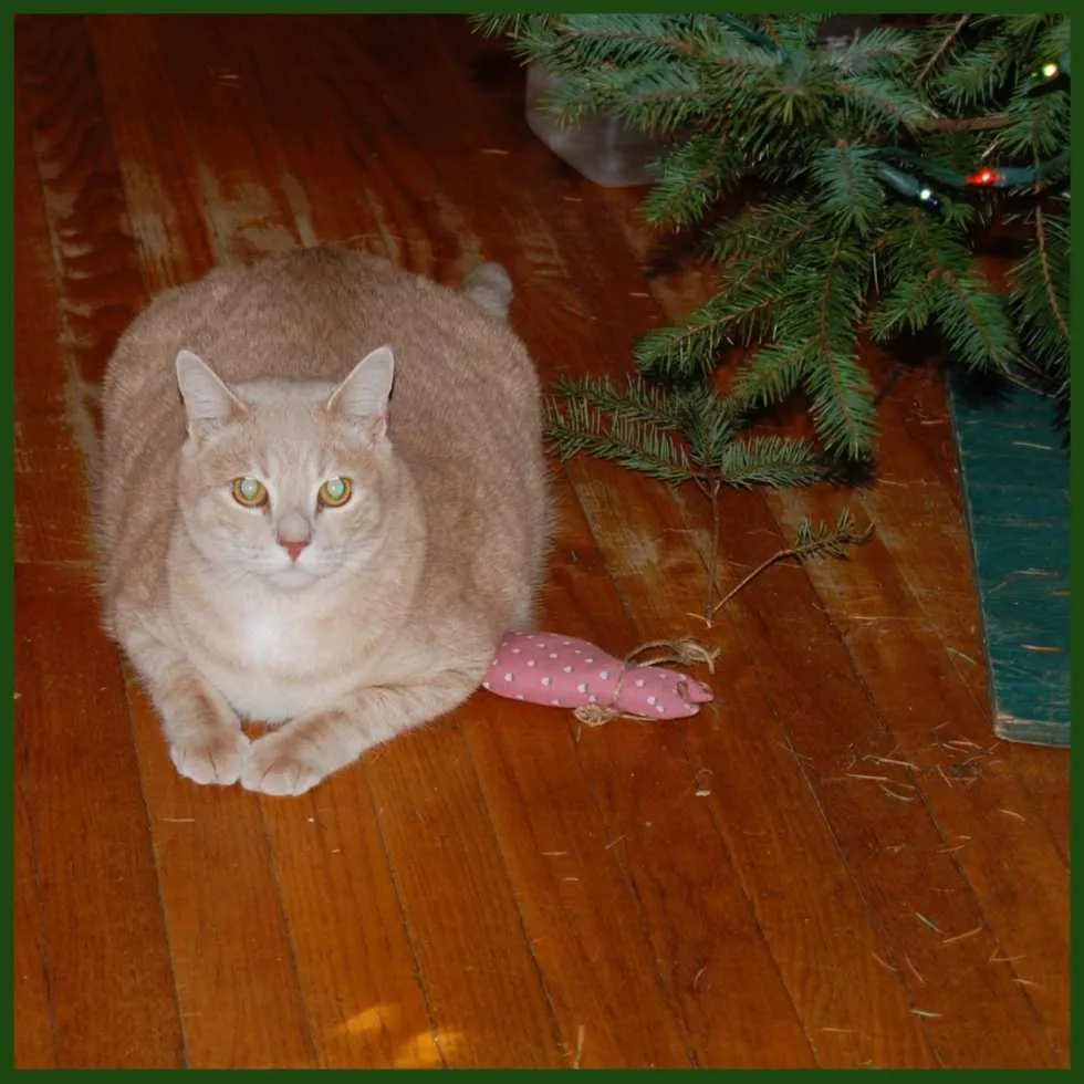 Caturday: Lucky Under Tree