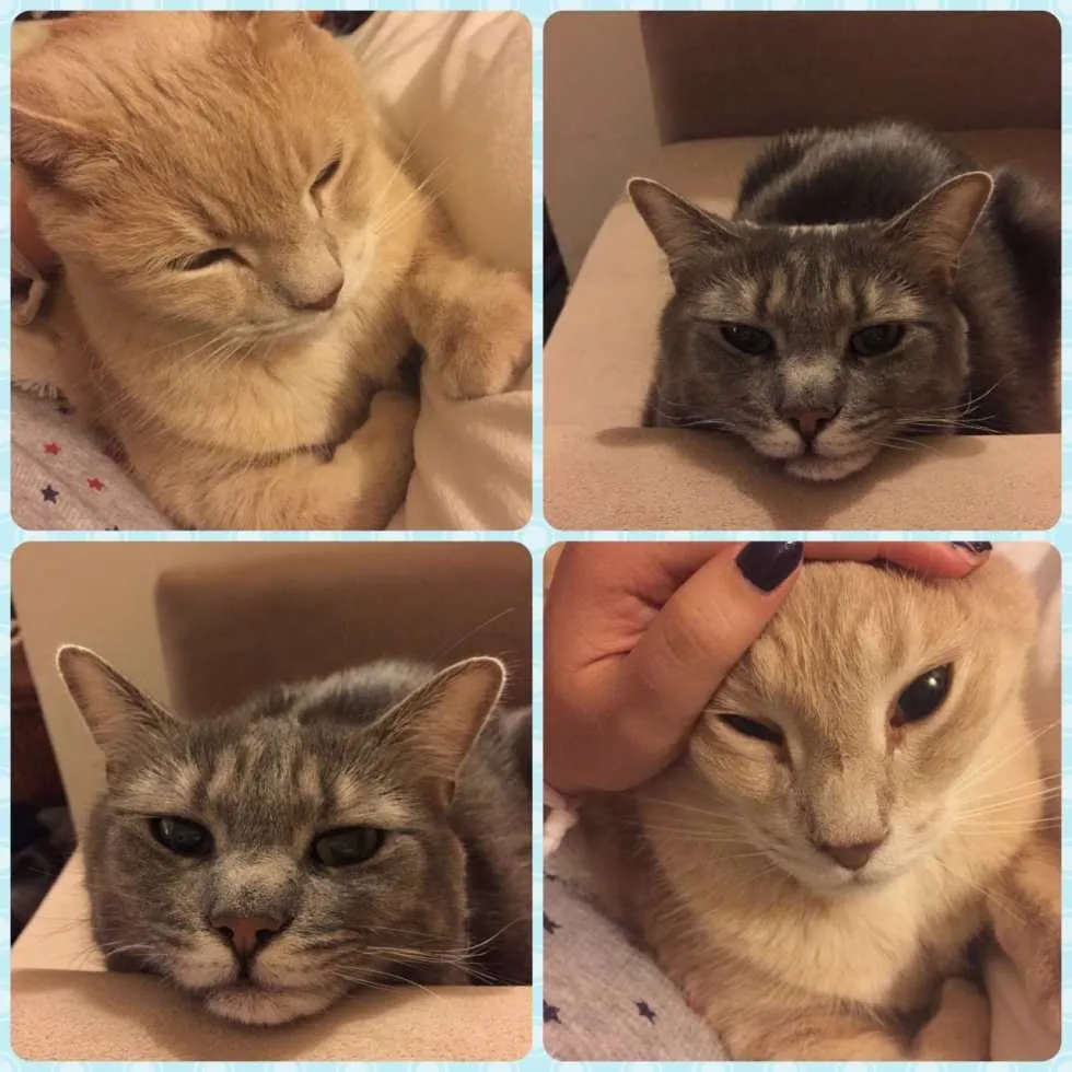 Silly Sleepy Kitties