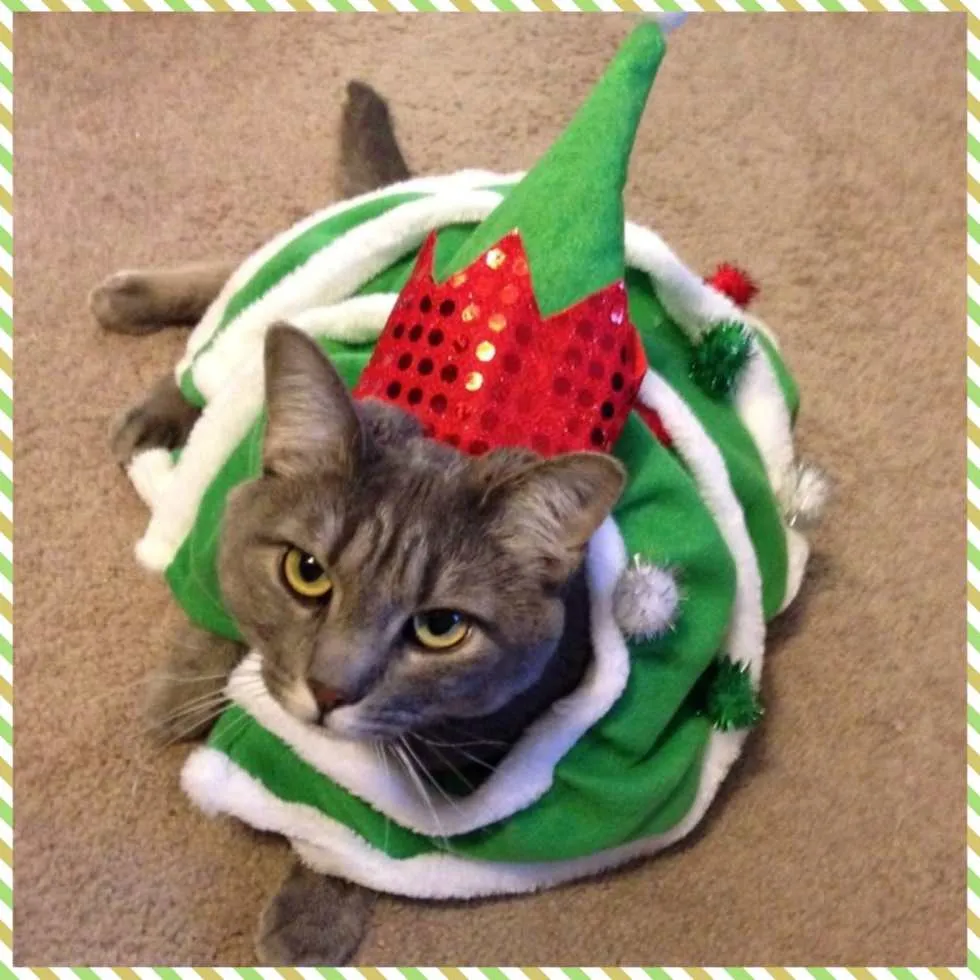 Throwback Thursday: Mabel the Christmas Tree