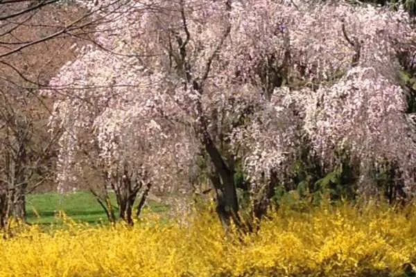 Morris Arboretum: Home Tweet Home