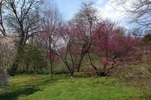 Morris Arboretum: Home Tweet Home