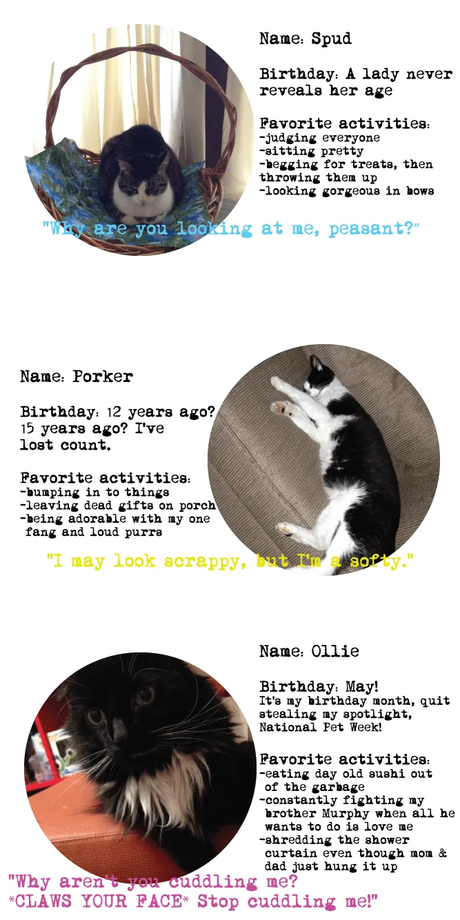 Pet Round Up
